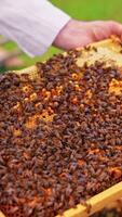 Huge bee colony covering tightly the wax frame surface. Working bees crawl over the cells with larvae. Close up. Vertical video