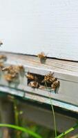 Industrious bees gathered around the beehive entrance. Stripy insects come to the hive and stay on it. Close up. Blurred backdrop. Vertical video