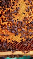 Dark honeycomb frame with sealed bee larvae. Working bees crawling over the wax cells. Man's hand touches the bees. Close up. Vertical video