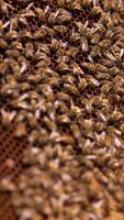 Dark honeycomb wax on a frame with bee colony crawling around. Half-sealed frame in apiarist's hands ready for harvesting. Close up. Vertical video