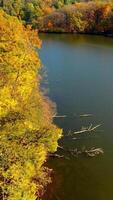 Narrow river flowing in the autumn woods. Bright tree dressing in the sunny forest. Bare tree branches in the water. Top view. Vertical video