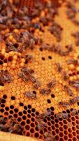 miele ape covata pronto per schiudere. telaio di favi con ape larve. Lavorando api copertura il telaio. vicino su. verticale video