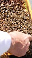 Man's bare hand touches bees crawling by the frame. Fearless apiarist used to bee stings. Close up. Vertical video