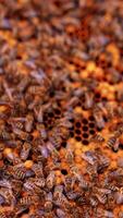 Busy stripy bee insects swarming on the frame. Bees walking and waving wings. Multiple bee colony backdrop close up. Vertical video