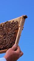 Honey frame covered with working bees in male hands. Honeycombs in frame at the backdrop of beautiful blue clear sky. Low angle view. Vertical video