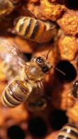 Beautiful honey insects at their work. Bees crawling into the cells and waving wings. Macro footage. Blurred backdrop. Vertical video