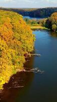 Autumn woods full of bright colors on sunny day. Drone descending over the smooth surface of dark river. Aerial view. Vertical video