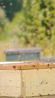 Numerous bees swarming around opened bee hives. Angry insects flying in the air annoyed by man's intrusion. Bee farm at blurred nature backdrop. Vertical video