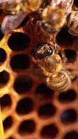 Honey insects ventilating beehive with their tiny wings. Worker bees moving from one cell to another. Busy bees close up. Blurred backdrop. Vertical video
