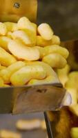 Nutritious crunchy corn product on the conveyor belt. Process of sweet snacks manufacturing at factory. Close up. Vertical video