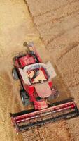 Modern red harvester cuts dry spikelets. Dusty powerful machine sliding by the field on sunny summer day. Top view. Vertical video
