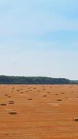 Contrasting mowed wheat field covered with rectangular hay bales. Green trees and blue sky backdrop. Vertical video