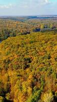 Rich in diversity of colors autumn forest. Sunny day picturesque scenery of river flowing through the woods. Bird's eye perspective. Vertical video
