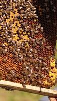 Honey frame with sealed cells and numerous bees on top. Apiarist looking at frame lit by sun. Close up. Vertical video