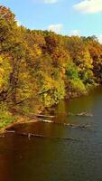 Bank of the narrow river overgrown with colorful trees. Drone footage of diverse in color autumn woods. Sunny day backdrop. Vertical video