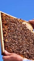 Honey frame at the backdrop of contrasting blue skies. Beekeeper's hand hold a frame coated with bee brood. Low angle view. Vertical video