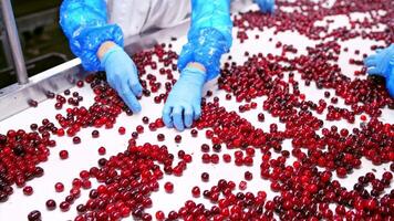 bär flytta längs de transportband. bearbetning av sortering bär på transportband linje video