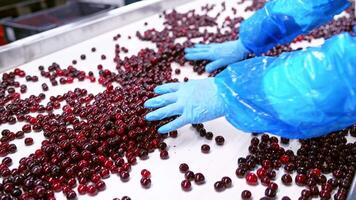 Berry selection at the factory. Close up of workers control the quality of berries video