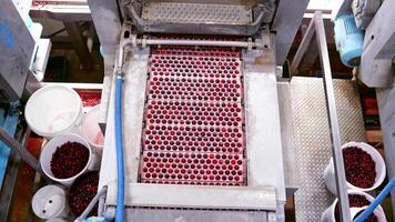 Modern conveyor on berry factory. Close up view of berries factory production equipment video