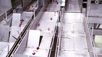 ordinamento di frutti di bosco a fabbrica. in lavorazione di ordinamento frutti di bosco con speciale macchine video