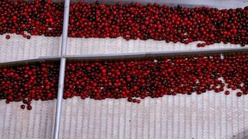 Processing of sorting berry. Cherry in sorting and processing machines video