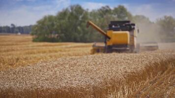 Harvesting of wheat in season. Harvesting is process of gathering ripe crop from the fields video