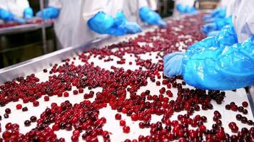 Cherry in sorting process. Red ripe cherries on a wet conveyor belt in a packing warehouse video
