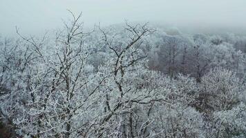 Forest covered with snow. Aerial view of snowy mountain trees in the middle of the winter video