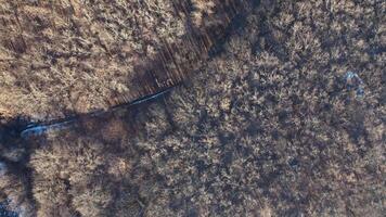 Aerial view of trees background. Top aerial view of snow landscape with trees video