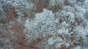 Winter forest with frosty trees. Aerial view of forest during frozen winter day video