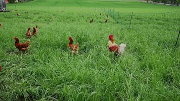 Chicken stands in fenced farm enclosure, surrounded by vibrant green grass under open sky in Germany. It pecks at ground, enjoying the fresh air and natural surroundings in peaceful, rural setting. video
