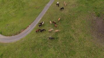 Herd of wild beautiful horses grazing on a mountain near bike path in overcast summer weather in Germany. Herd of colorful thoroughbred horses graze on top of mountain in Alps. Horses in wild. video