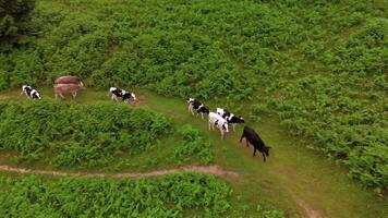 Herd of colorful cows walking along hiking trail in mountains aerial view. Livestock on grazing in Alps move along path drone view. Cattle on pasture in Germany, Bavaria walking across footpath. video