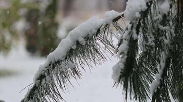 Snow-covered branch of a spruce coniferous tree with snow on it video