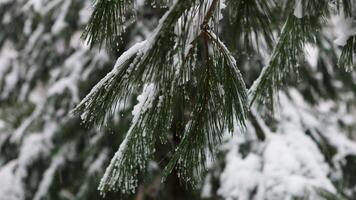 Snow-covered branch of a spruce coniferous tree with snow on it video