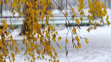Yellow birch leaves sway in the wind, wet snow falls video