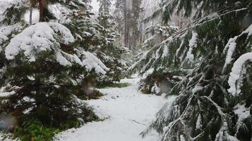 Snow-covered branch of a spruce coniferous tree with snow on it video
