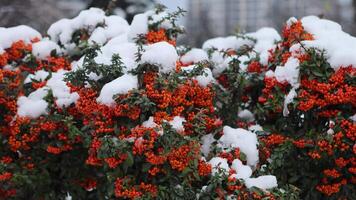 red rowan fruits on a bush covered with snow on a late autumn day video