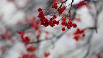 red rowan sways in the wind, covered with snow in winter video
