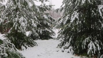 Snow-covered branch of a spruce coniferous tree with snow on it video