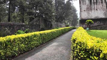 Walking along a scenic path surrounded by vibrant green hedges in a serene garden setting video