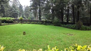 Peaceful green landscape in a serene forest park during a cloudy day video