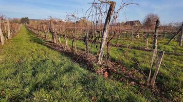 A serene vineyard in autumn with bare vines, ideal for harvest season and wine tourism themes video
