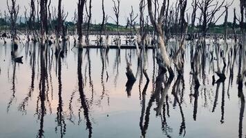 Destroyed mangrove forest scenery, Mangrove forests are destroyed and loss from the expansion of habitats. Expansion of habitats destruction the environment,mangrove forests degradation video
