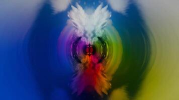 A colorful abstract image of a bird with a white head video