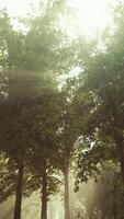rayos de sol que estallan en un bosque brumoso video