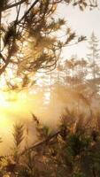 Sunbeams streaming through the pine trees video