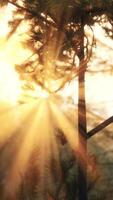 le coucher du soleil des rayons par pin branches video