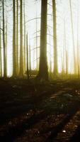 Burned trees after wildfire with pollution and a lot of smoke video