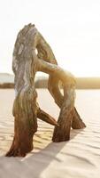 piece of an old root is lying in the sand of the beach video